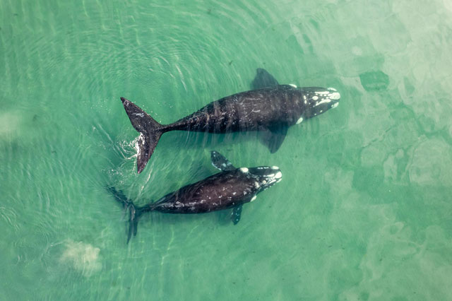 Though rare to see, a right whale mother and calf swimming together are part of why Maui is a good whale watching destination.