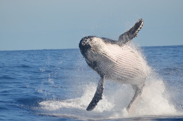 Humpback clearing the water during a Maui whale watching in January tour.